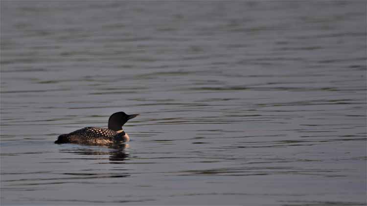 loon